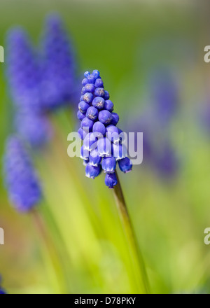 Trauben Hyazinthe Muscari Armeniacum im zeitigen Frühjahr im englischen Garten wachsen. Blütenstand mit Ansammlung von kleinen Blüten mit Stockfoto