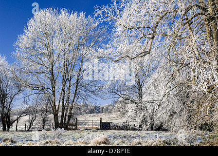 Irland, County Sligo, Markree Castle Hotel, Bäume in Raureif bedeckt. Stockfoto