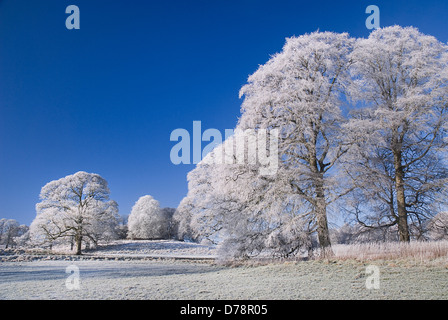 Irland, County Sligo, Markree Castle Hotel, Bäume in Raureif bedeckt. Stockfoto