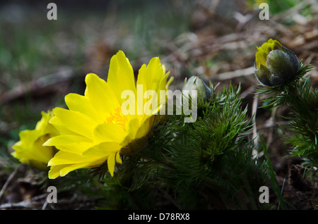 Blüte Pheasant´s Auge Blume in leuchtend gelben Farbe im frühen Frühling Stockfoto