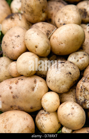 England, West Sussex, Bognor Regis, frisch ausgegraben Kartoffeln aus einer Zuteilung Gemüsegarten. Stockfoto