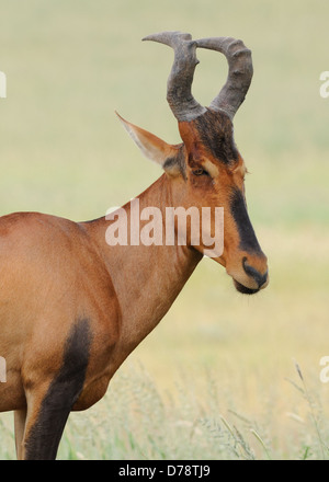 Rote Kuhantilope (Alcelaphus Buselaphus Caama), Kgalagadi Transfrontier Park, Northern Cape, Südafrika, Afrika Stockfoto