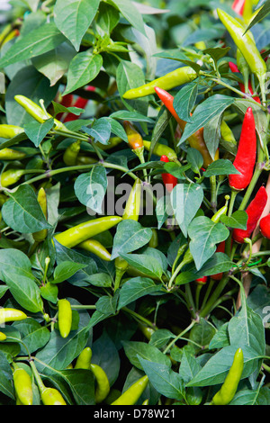 Grüne und Reife rote Chilischoten auf Pflanze wachsen. Stockfoto