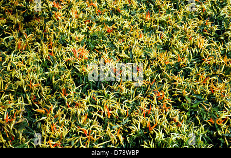 Viele hellgrün, gelb und Reife rote Chilischoten auf Pflanzen wachsen. Stockfoto