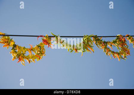 Türkei Aydin Provinz Kusadasi Saiten der bunten Chilis im Spätsommer am Nachmittag Sonnenschein in alten Trocknen aufhängen Stockfoto