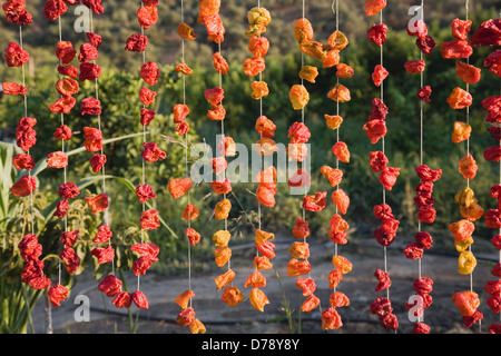 Türkei Aydin Provinz Selcuk Saiten der bunten rote orange Chilis aufhängen zum Trocknen in der späten Nachmittagssonne auf Stockfoto