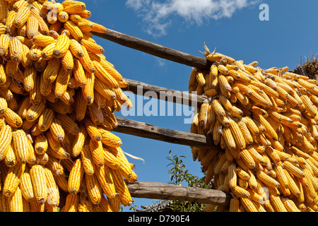 China, Provinz Yunna, Baisha, Maiskolben, trocknen in der Sonne. Stockfoto