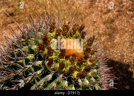 USA, Arizona, Saguaro National Park, Kaktus mit Orangenblütenwasser. Stockfoto