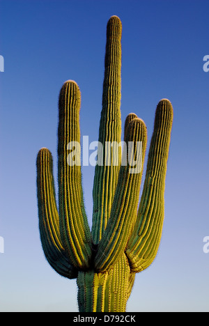 USA, Arizona, Saguaro National Park, Ridged Zweige des gigantischen Saguaro Kaktus, Carnegiea Gigantea, gegen blauen Himmel. Stockfoto