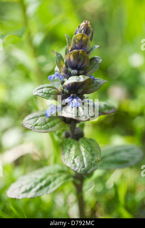 Blütenstand von Bugle, Ajuga Reptans, mit kleinen, zwei Lippen, blaue Blüten und glänzend grünes Laub. Stockfoto