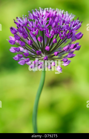 Allium Hollandicum Purple Sensation, kugelförmige Dolde von lila Blüten. Stockfoto