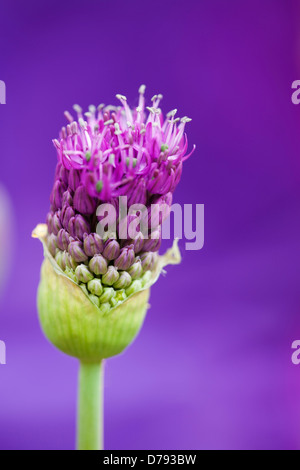 Stängelpflanzen Blütenstand von Allium Hollandicum Purple Sensation entstehende schützende grüne Hochblätter in engen Cluster Knospen Stockfoto