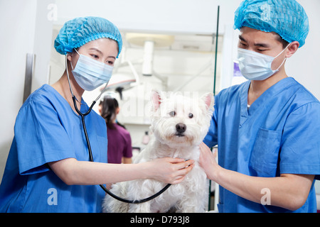 Tierärzte untersuchen Hund Stockfoto