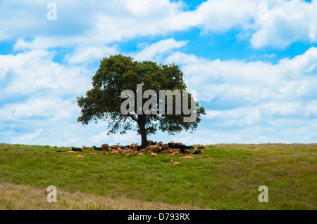 Holmoak mit flock Stockfoto