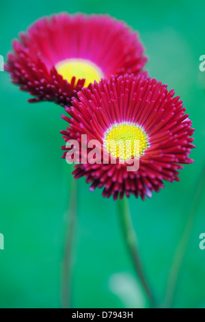Zwei Blumen von Bellis Perennis Tasso rot mit dunkelroten verdoppeln Blütenblätter umgebenden gelben Zentrum. Stockfoto