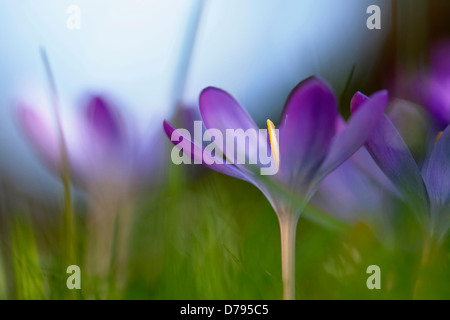 Gruppe der wachsenden Crocus Tommasinianus Barrs lila. Selektiven Fokus. Stockfoto