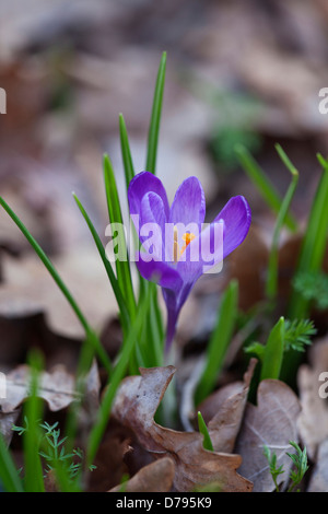 Crocus Tommasinianus Barrs lila. Einzelne Blume mit lila blaue Blütenblätter leuchtend orange Stamen zusammen mit emergent Blätter Stockfoto