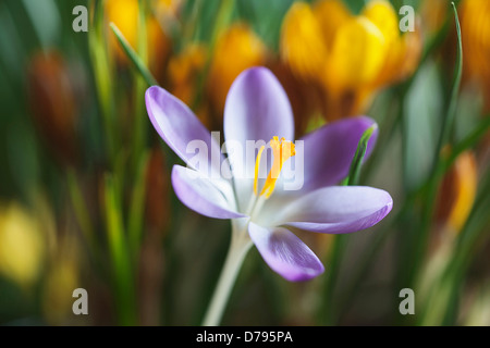 Crocus Tommasinianus Barrs lila. Einzelne Blume, vollständig geöffnet, leuchtend orangefarbenen Staubfäden zu offenbaren. Gelbe Blumen hinter. Stockfoto