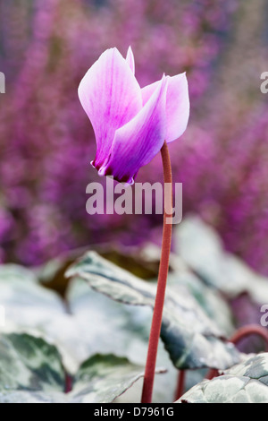 Einzelne Blume von Cyclamen Hederifolium auf schmalen Stiel mit rosa, aufgebogen Blütenblätter erstreckt sich von Dunkelheit zu blass. Stockfoto