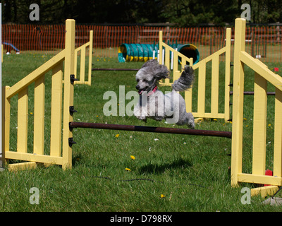 Hund-Agility-Wettbewerb an der Royal Cornwall Showground, The Cornwall Agility Club show, UK 2013 Stockfoto