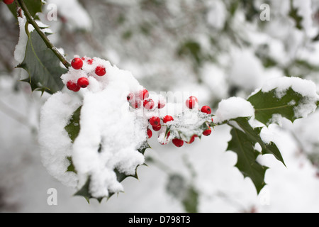 Holly, Ilex Aquifolium. Stamm mit Blätter und Beeren im Schnee. Stockfoto