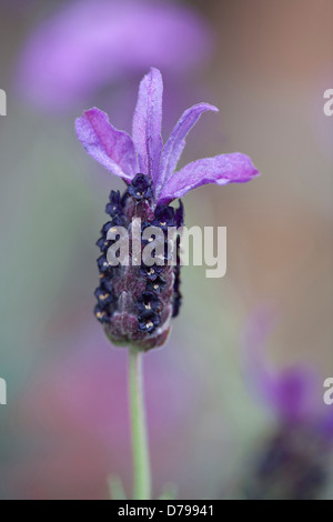 Französischer Lavendel, Lavandula Stoechas. Einzelnen Blütenstand mit violetten terminal Hochblätter. Stockfoto