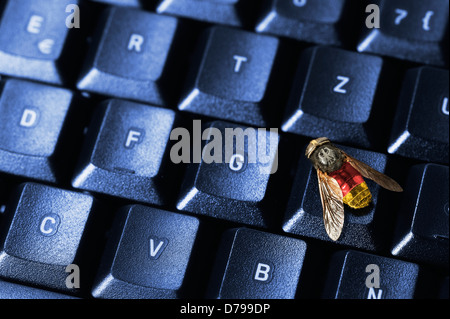 Fliegen auf der Computertastatur, symbolische Foto Bundes Trojaner, Fliege Auf Computertastatur, Symbolfoto Bundestrojaner Stockfoto