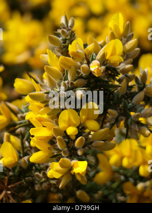Ginster Blumen, UK 2013 Stockfoto