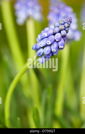 Trauben Hyazinthe, Muscari Armeniacum. Spike von gruppierten, Glocke geformte kleine Blumen, zwei andere hinter. Stockfoto