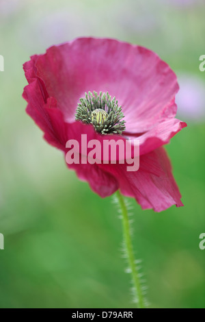 Mohn, Papaver Rhoeas Engelschor. Einzelne Blume mit zarten, zerknitterten, lila Blüten. Stockfoto