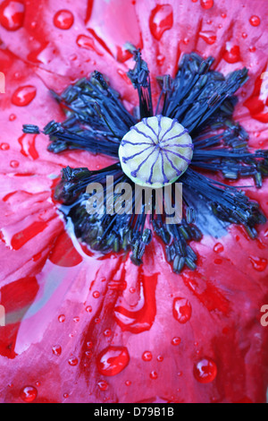Mohn, Papaver Rhoeas Engelschor. Nahaufnahme der Einzelblüte mit Wassertropfen über das Blütenblatt-Oberfläche. Stockfoto