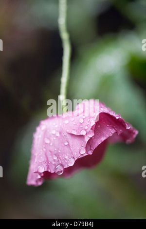 Mohn, Papaver Rhoeas Engelschor. Einzelne Blume beugte sich nach vorne in Regen mit Blütenblättern niedergedrückt durch Wassertröpfchen. Stockfoto