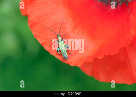 Teil Blick auf rotem Feld Mohn, Papaver Rhoeas, mit dicken Beinen Blume Käfer, Oedemera Nobilis auf Blütenblatt. Stockfoto