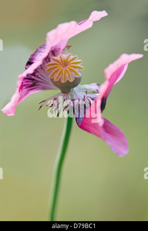 Schlafmohn, Papaver Somniferum. Zwei Blumen in entgegengesetzte Richtungen und zentrale Saatgut Kopf auf einzelne Stamm vor. Stockfoto