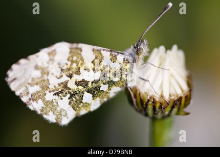 Orange Spitze Schmetterling, Anthocharis Cardamines, auf Bud von Ochsen-Auge Daisy zeigt gesprenkelte Unterseite der Flügel. Stockfoto