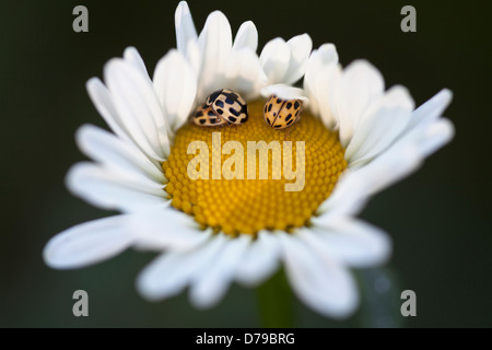 Drei Harlekin-Marienkäfer auf gelber Mitte der Ochsen-Auge Daisy. Stockfoto