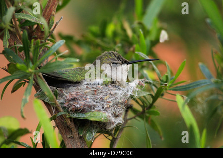 Costas Kolibri auf ein Nest (Calypte besteht) Stockfoto