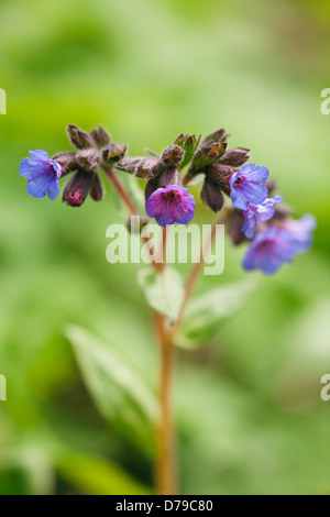 Blütenstand von Pulmonaria Angustifolia Mawsons blau mit röhrenförmigen Blüten blau und Pink auf verzweigten Stiel. Stockfoto