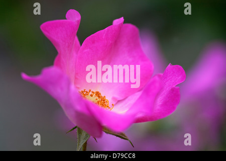 Blick auf einzelne Blume Rosa Summer Breeze mit rosa Blütenblättern und dunkelgelbe Zentrum in der Nähe. Stockfoto