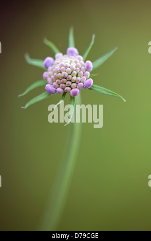 Nadelkissen-ähnliche Flowerhead Scabiosa Kolumbarien Schmetterling blau. Stockfoto