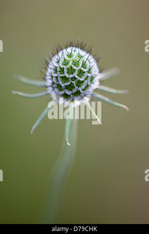 Sphärische Seedhead Scabiosa Kolumbarien Schmetterling blau. Stockfoto