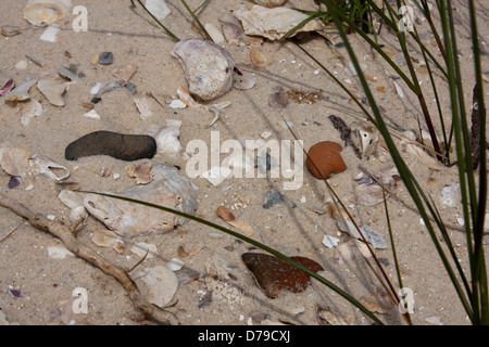 Drei indische Keramikscherben finden sich in den Sand der St Vincent Insel, Apalachicola Bay, FL, USA Stockfoto