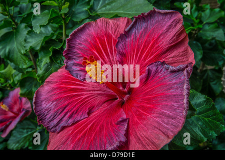 Große tropische rote Hibiskusblüten Stockfoto