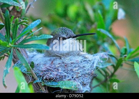 Costas Kolibri auf ein Nest (Calypte besteht) Stockfoto