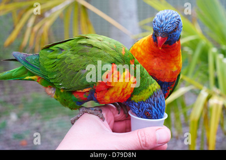 Menschen, die Verfütterung von Nektar an Gefangenen Lorikeets in Chessington World of Adventures Surrey UK Stockfoto