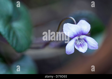 Viola Riviniana Purpurea Gruppe. Einzelne Blume mit geäderten, lila Blüten. Stockfoto