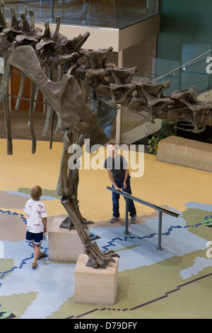 Jungen zählen die Wirbel des Diplodocus-Skeletts in Utah Field House of Natural History, Vernal, UT. Stockfoto