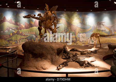 Stegosaurus und Allosaurus Skelette in der Jura-Galerie am Utah Field House of Natural History, Vernal, UT. Stockfoto