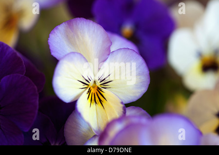 Lila und weißen Blüten der Stiefmütterchen, Viola "Sorbet Ocean Breeze", draußen in einem Garten wächst. Stockfoto