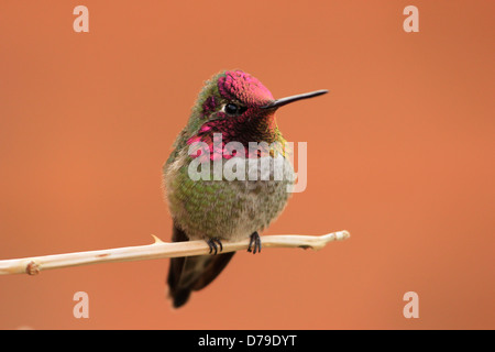 Annas Kolibri männlich (Calypte Anna) Stockfoto